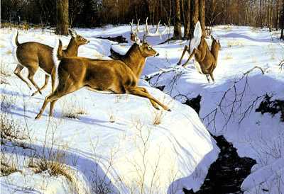 Whitetails In Retreat by Jack Paluh Pricing Limited Edition Print image