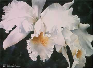 Orchid Magic by Arleta Pech Pricing Limited Edition Print image