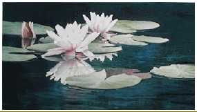 Reflected Lily by Arleta Pech Pricing Limited Edition Print image