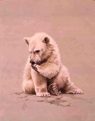 Baby Polar Bear by Guy Coheleach Pricing Limited Edition Print image