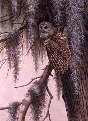 Barred Owl by Guy Coheleach Pricing Limited Edition Print image