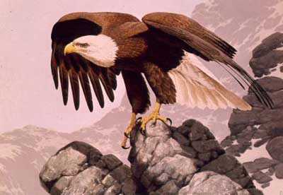 Bicentennial Eagle by Guy Coheleach Pricing Limited Edition Print image