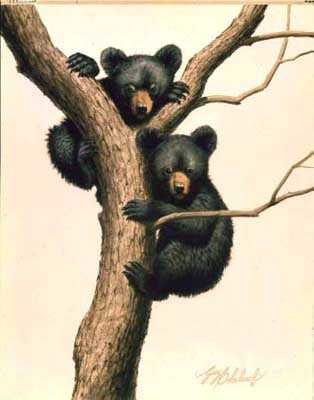 Black Bear Cubs by Guy Coheleach Pricing Limited Edition Print image