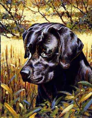 Black Lab Retriever by Guy Coheleach Pricing Limited Edition Print image