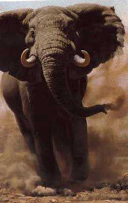 Charging Elephant by Guy Coheleach Pricing Limited Edition Print image