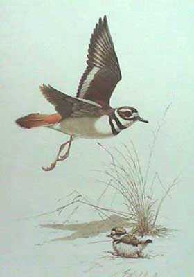 Killdeer Plover by Guy Coheleach Pricing Limited Edition Print image