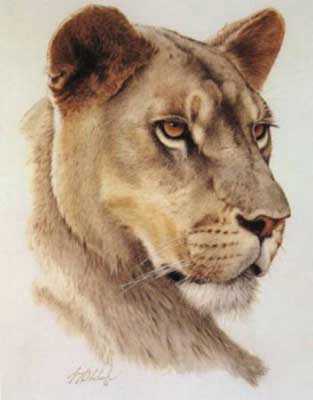 Lioness Head by Guy Coheleach Pricing Limited Edition Print image