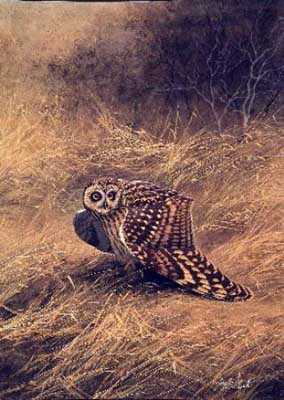 Short Earred Owl by Guy Coheleach Pricing Limited Edition Print image