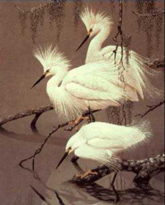 Snowy Egrets by Guy Coheleach Pricing Limited Edition Print image