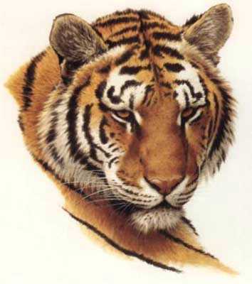 Tiger Head by Guy Coheleach Pricing Limited Edition Print image