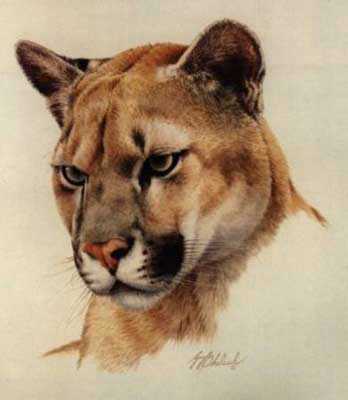 Western Puma Head by Guy Coheleach Pricing Limited Edition Print image