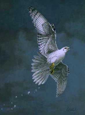 White Gyrfalcon by Guy Coheleach Pricing Limited Edition Print image