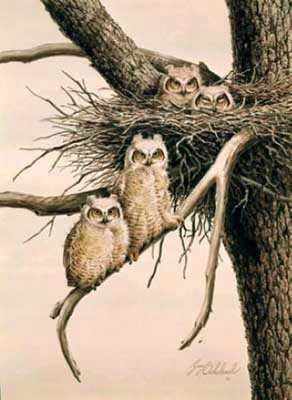 Young Horned Owls by Guy Coheleach Pricing Limited Edition Print image