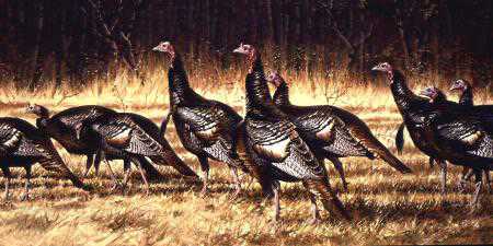 Gobblers by Guy Coheleach Pricing Limited Edition Print image