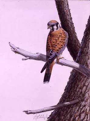American Kestrel by Guy Coheleach Pricing Limited Edition Print image