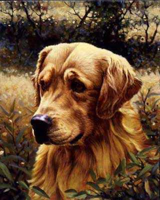Golden Retriever by Guy Coheleach Pricing Limited Edition Print image