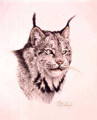Lynx by Guy Coheleach Pricing Limited Edition Print image