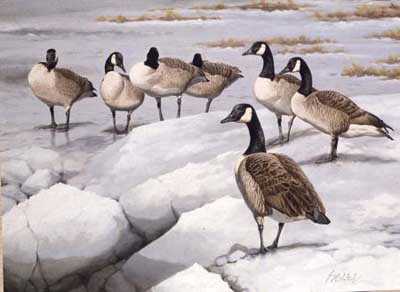 Canadian Geese by Guy Coheleach Pricing Limited Edition Print image