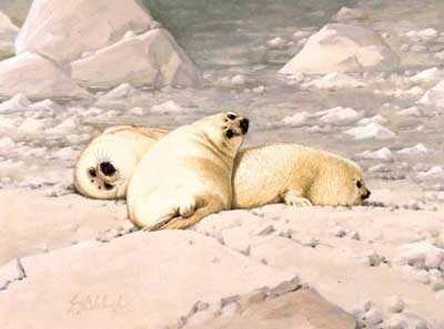 Baby Harp Seal Io by Guy Coheleach Pricing Limited Edition Print image