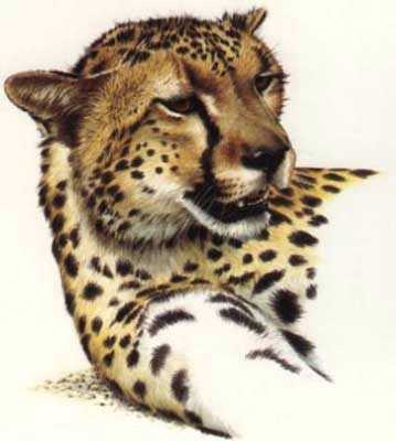 Cheetah Head Io by Guy Coheleach Pricing Limited Edition Print image