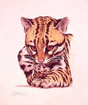 Ocelot by Guy Coheleach Pricing Limited Edition Print image