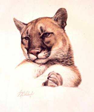 Cats America Puma by Guy Coheleach Pricing Limited Edition Print image