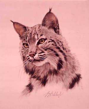 Cats America Bobcat by Guy Coheleach Pricing Limited Edition Print image