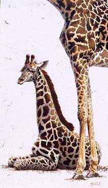 Giraffe Knoxv by Guy Coheleach Pricing Limited Edition Print image
