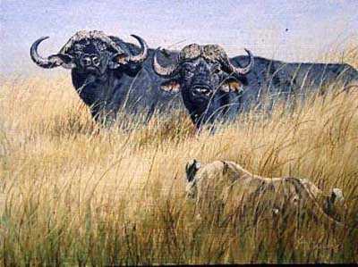 Buffalo Pr Lionsgccnvs by Guy Coheleach Pricing Limited Edition Print image