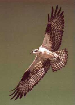 Osprey by Guy Coheleach Pricing Limited Edition Print image