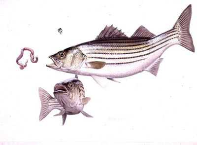 Striped Bass by Guy Coheleach Pricing Limited Edition Print image