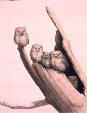Baby Screech Owlgccnvs by Guy Coheleach Pricing Limited Edition Print image