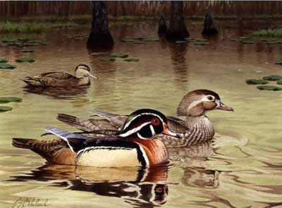 Wood Duck 1981 by Guy Coheleach Pricing Limited Edition Print image