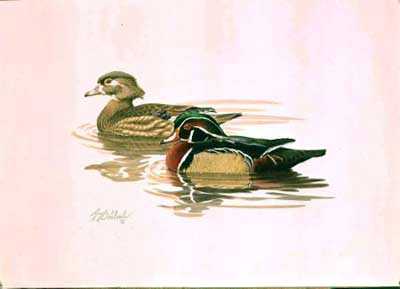 Wood Duck by Guy Coheleach Pricing Limited Edition Print image