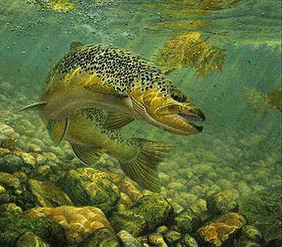Duped Brown Trout by Mark Susinno Pricing Limited Edition Print image