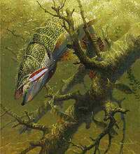 Hung Up North Pike by Mark Susinno Pricing Limited Edition Print image