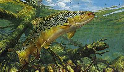 Match Hatch Brown by Mark Susinno Pricing Limited Edition Print image