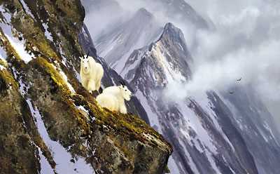 In Cliffs Mtngoat by Michael Coleman Pricing Limited Edition Print image