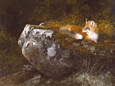 Morning Sun Fox by Michael Coleman Pricing Limited Edition Print image