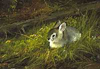 Young Cottontail by Michael Coleman Pricing Limited Edition Print image