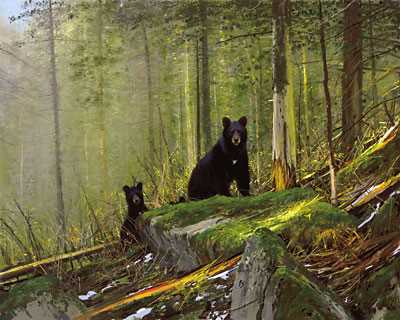 Black Bear Sunapgccnvs by Michael Coleman Pricing Limited Edition Print image