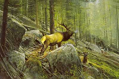 Monarch Elk by Michael Coleman Pricing Limited Edition Print image