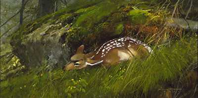 Evening Fawn by Michael Coleman Pricing Limited Edition Print image