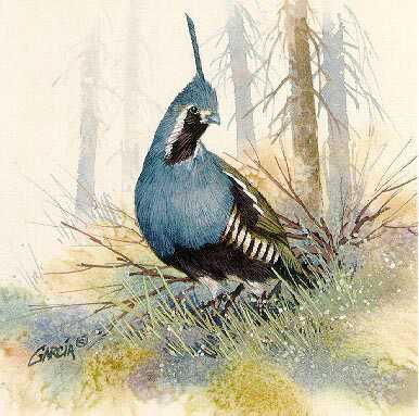 Mountain Quail by Joe Garcia Pricing Limited Edition Print image