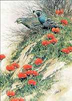 Quail & Poppies Ii by Joe Garcia Pricing Limited Edition Print image