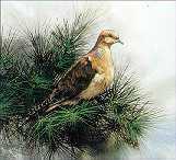 Dove In Pine by Joe Garcia Pricing Limited Edition Print image