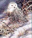 Snowy Owl I by Joe Garcia Pricing Limited Edition Print image
