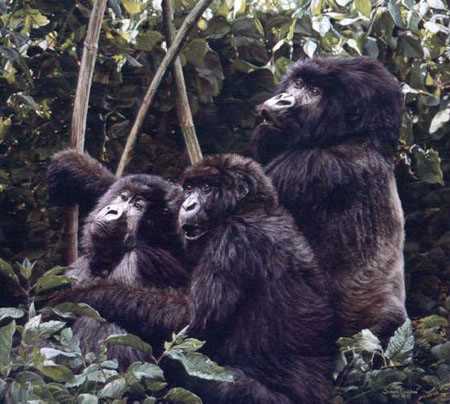 Mountain Gorillas by Simon Combes Pricing Limited Edition Print image