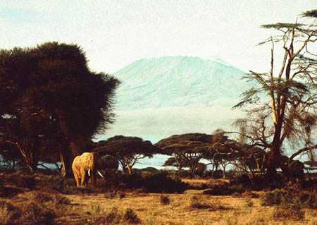 Kilimanjaro Morning by Simon Combes Pricing Limited Edition Print image