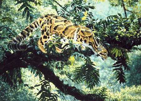 Jungle Phantom by Simon Combes Pricing Limited Edition Print image